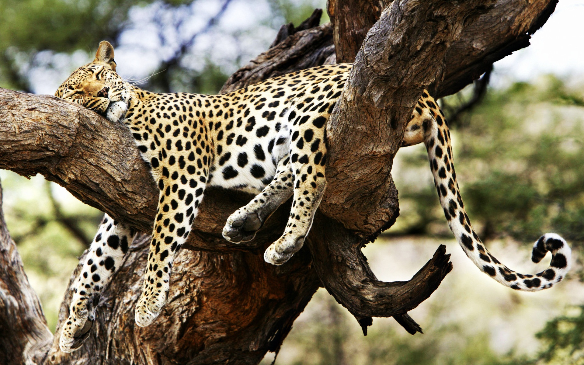 Sleeping Cheetah2036616069 - Sleeping Cheetah - white, Sleeping, Cheetah